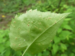 Puccinia cnici-oleracei