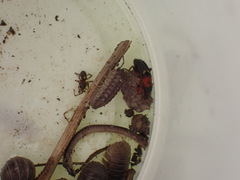 Prostemma sanguineum