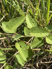 Sida pseudocordifolia
