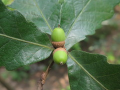 Quercus fabri