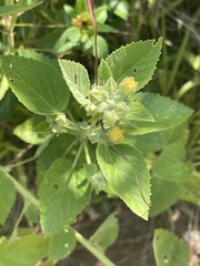 Sida pseudocordifolia