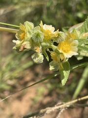 Sida pseudocordifolia