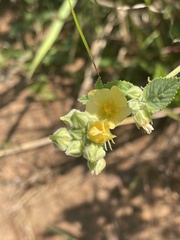 Sida pseudocordifolia