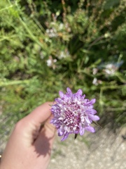 Sixalix atropurpurea