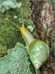 Amphidromus atricallosus
