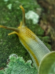 Amphidromus atricallosus