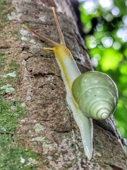 Amphidromus atricallosus
