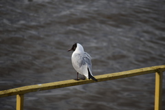Chroicocephalus ridibundus