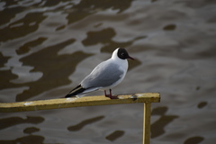 Chroicocephalus ridibundus