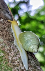 Amphidromus atricallosus