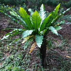 Asplenium antiquum
