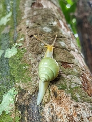 Amphidromus atricallosus