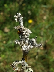 Physcia leptalea