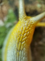 Amphidromus atricallosus