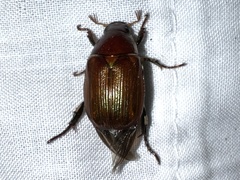 Callistethus