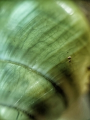 Amphidromus atricallosus