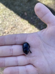 Anoplotrupes stercorosus