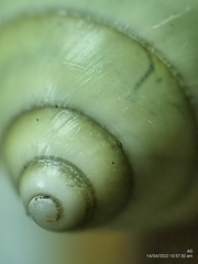 Amphidromus atricallosus