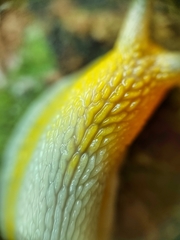 Amphidromus atricallosus