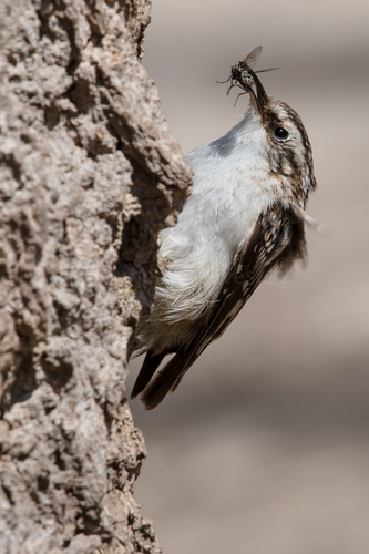Brown Creeper, photo 7 of 7