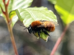 Andrena fulva