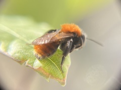Andrena fulva