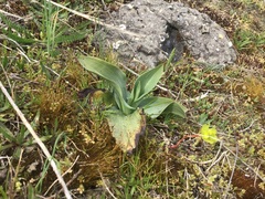 Ophrys apifera