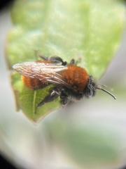 Andrena fulva
