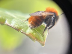 Andrena fulva