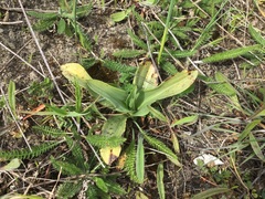 Ophrys apifera