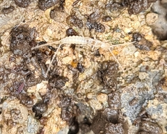 Campodea denisi