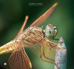 Brachythemis contaminata