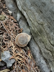 Pseudiberus tectumsinense anderssoni