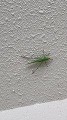 Euconocephalus varius