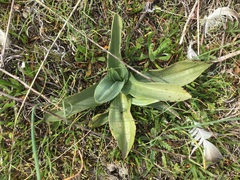 Ophrys apifera