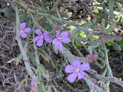 Limoniastrum monopetalum