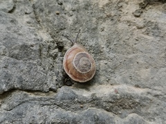 Pseudiberus tectumsinense anderssoni