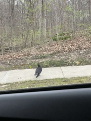Corvus