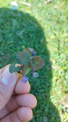Glechoma hederacea