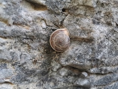 Pseudiberus tectumsinense anderssoni