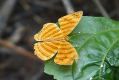 Chersonesia intermedia
