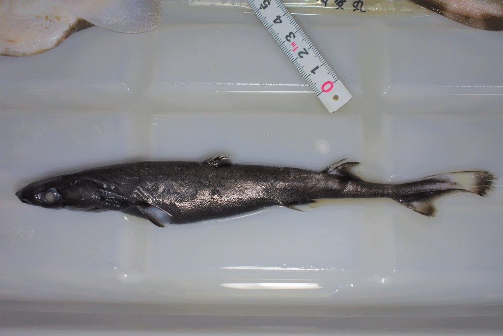 Smooth Lanternshark