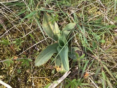 Ophrys apifera
