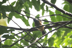 Mionectes rufiventris