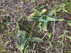 Ophrys apifera