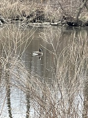 Branta canadensis