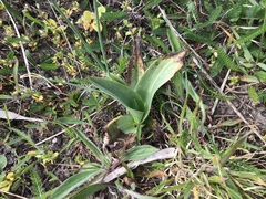 Ophrys apifera