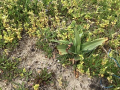 Ophrys apifera