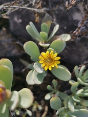 Borrichia arborescens