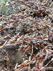 Euphorbia vaginulata